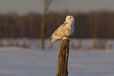 Close-up of owl perching on wooden post
