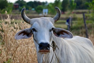 Cow standing on field