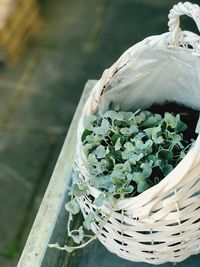 High angle view of fresh green plant in basket