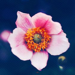 Macro shot of pink daisy flower