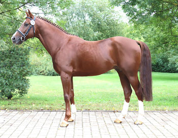 Horse standing in ranch