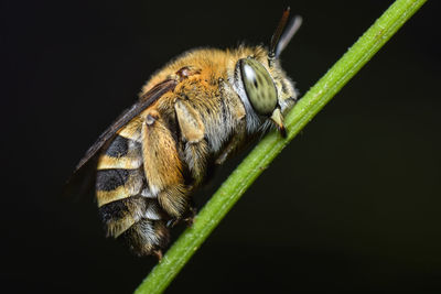 Honey bee on a blade of grass