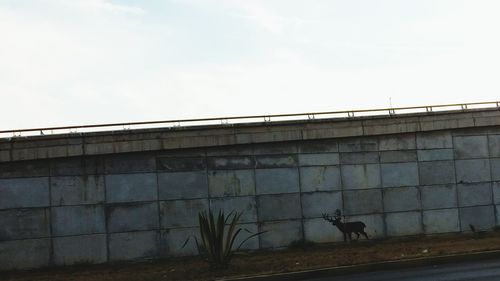 Low angle view of horse against sky