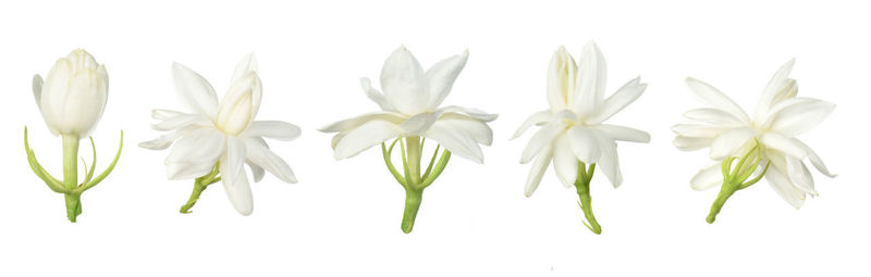 Close-up of white flowering plants against gray background