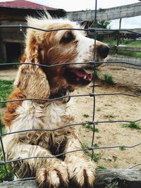 Dog behind fence on field