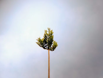 Low angle view of flowering plant against sky