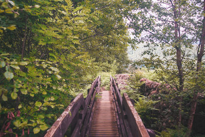 Footbridge amidst trees in forest