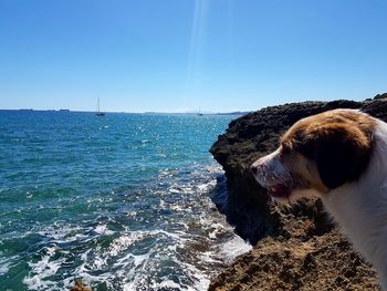 Dog on beach against clear sky