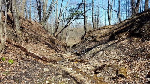 Full frame shot of tree