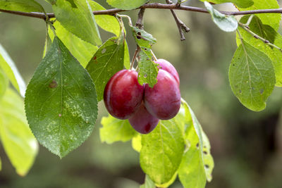 Close-up of fruits hanging on branch