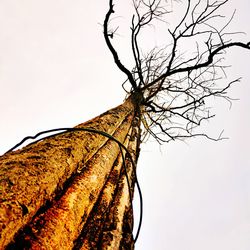 Low angle view of tree against clear sky