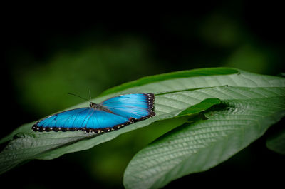 Close-up of butterfly on leaf