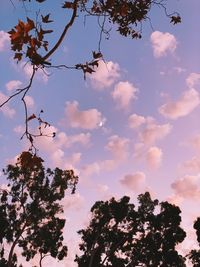 Low angle view of cherry tree against sky