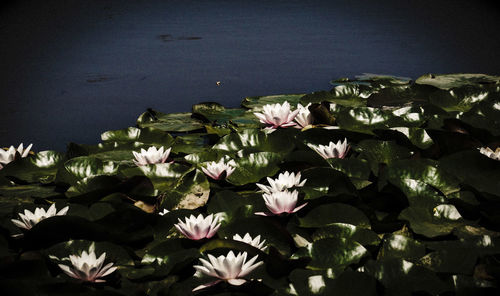 Close-up of flowers growing on field against sky at night