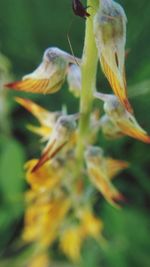 Close-up of plant against blurred background