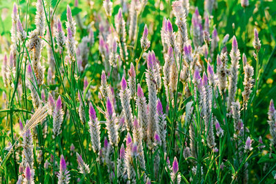 Close-up of purple flowering plants on field