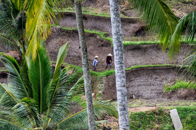 High angle view of man climbing on tree