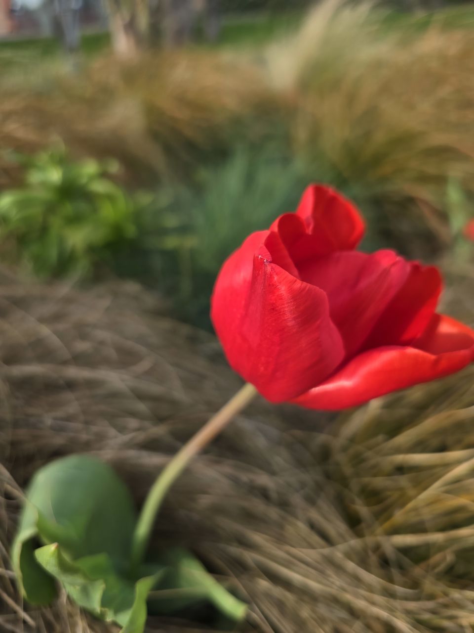 plant, flower, flowering plant, beauty in nature, freshness, red, close-up, nature, petal, fragility, flower head, inflorescence, rose, growth, no people, selective focus, outdoors, day, plant part, leaf, plant stem, focus on foreground, poppy, macro photography
