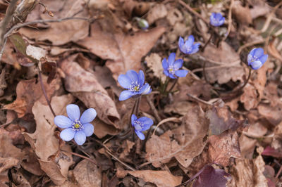 Close-up of purple flowers growing on field