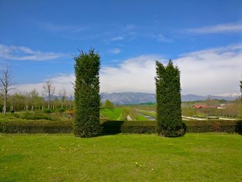 Trees on field against sky