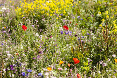 Close-up of fresh flowers in field