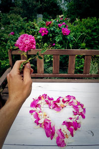 Close-up of hand holding pink flowering plant
