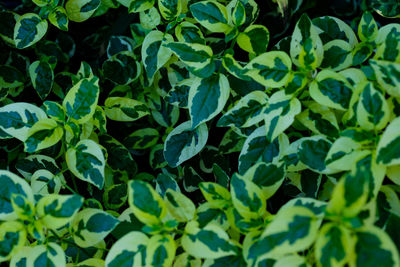 Full frame shot of leaves