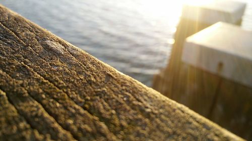 Close-up of tree trunk by sea against sky