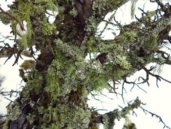 Low angle view of bird perching on tree against sky