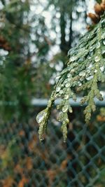 Close-up of plant growing on tree trunk