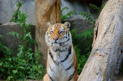 Tiger in the zoo, close-up