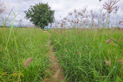 Scenic view of grassy field against sky