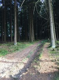 Trees in forest