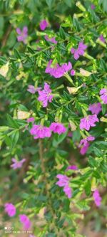 Close-up of pink flowering plants