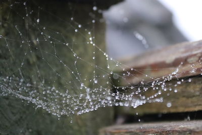 Close-up of wet spider web