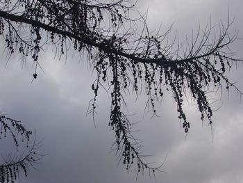 Low angle view of silhouette tree against sky at dusk