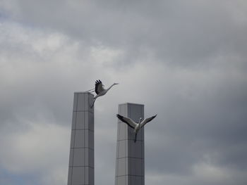 Low angle view of seagull perching on a building