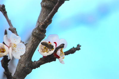 Low angle view of cherry blossoms against sky