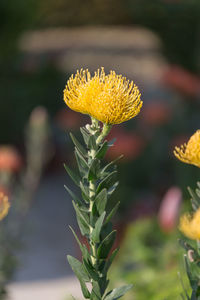 Close-up of yellow flowering plant