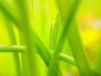 Close-up of fresh green grass