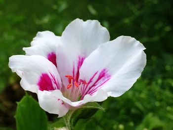 Close-up of white flower blooming outdoors