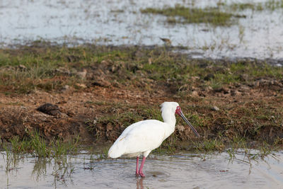 White heron walking on lakeshore