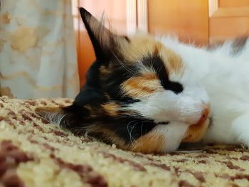 Close-up of cat sleeping at home