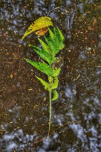 Close-up of leaf floating on water