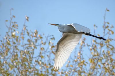 Low angle view of bird flying against clear sky