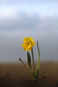 Close-up of yellow flowering plant