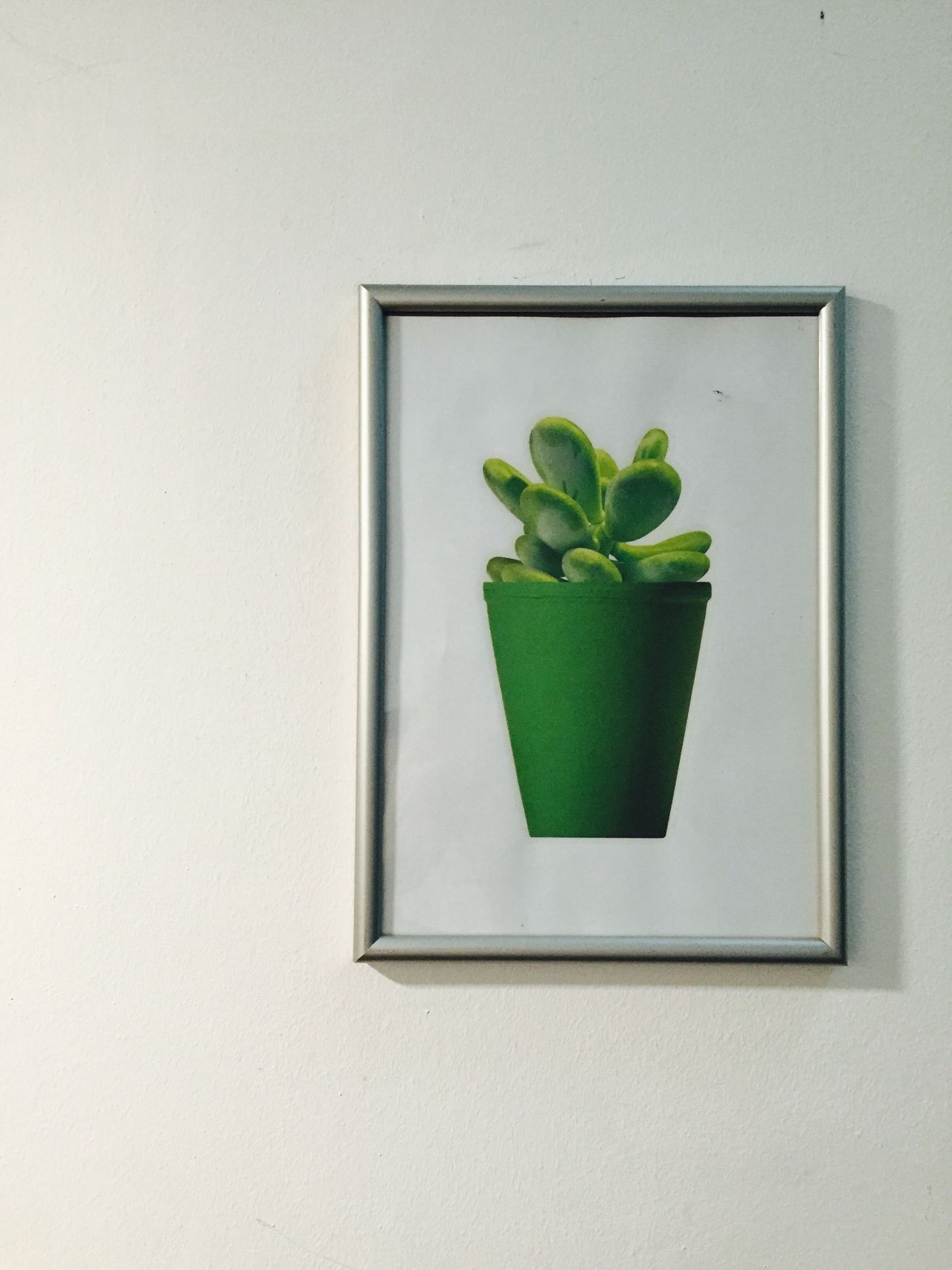 Photo of a plant hanging on the wall