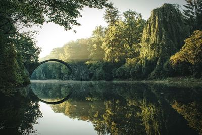 Reflection of trees in water