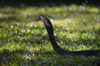 Close-up of snake on field