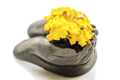 Close-up of yellow rose flower over white background